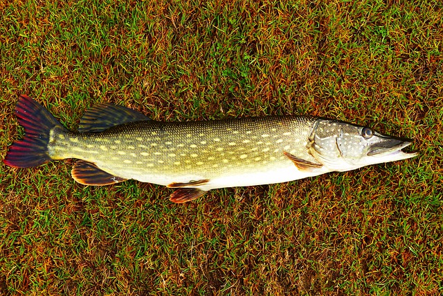 peixe grande na grama