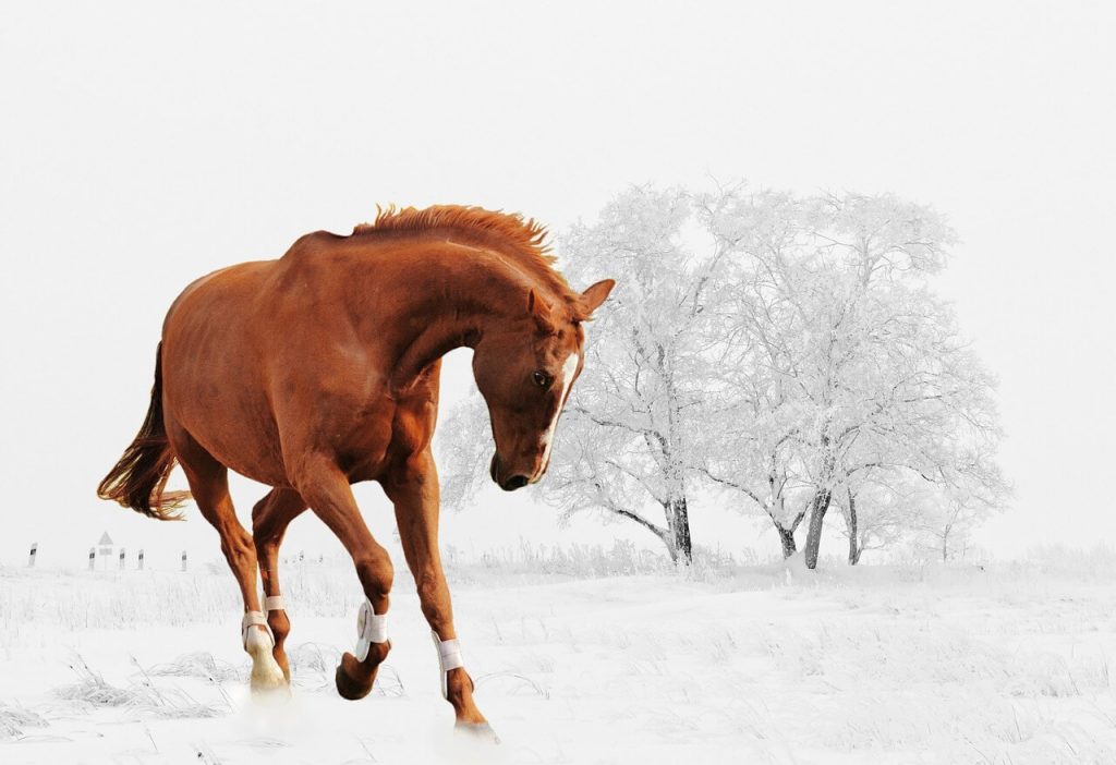 cavalo correndo na neve