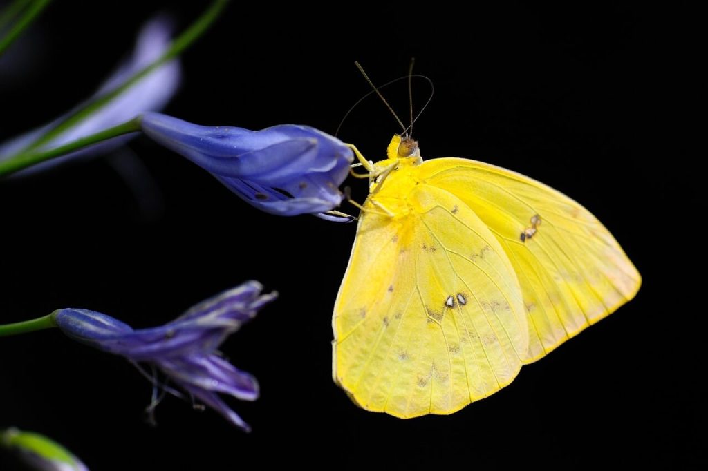 borboleta amarela na folha