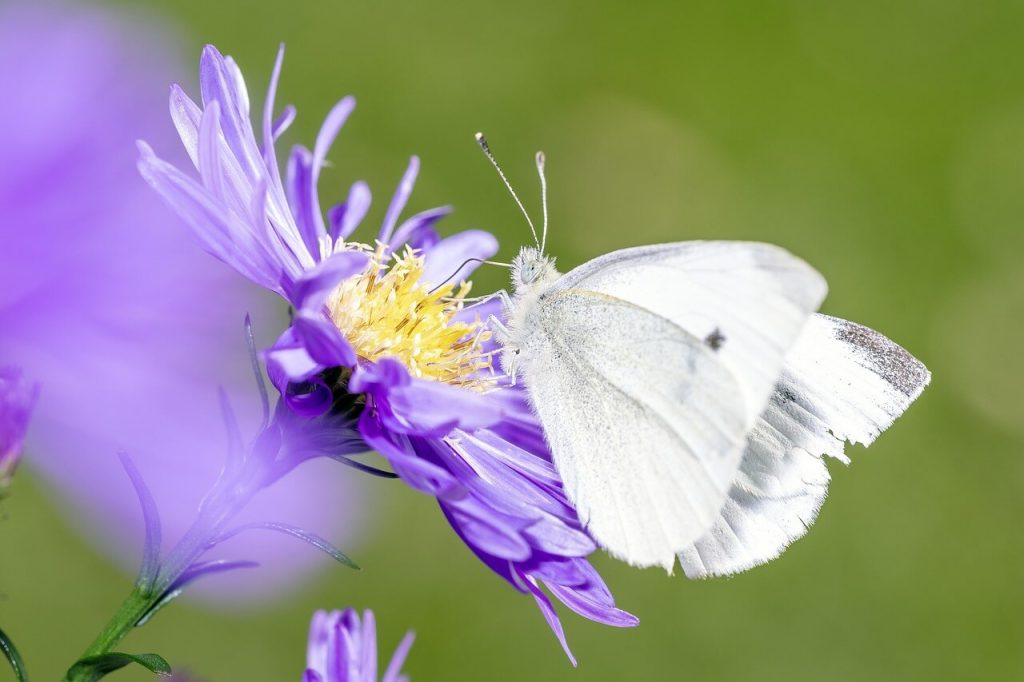 borboleta branca na flor roxa