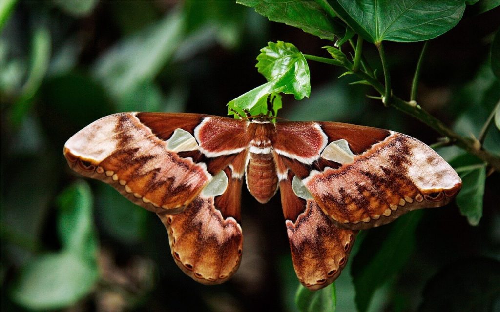 borboleta grande e marrom