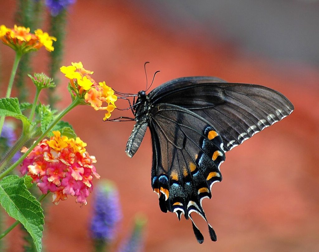 borboleta preta bonita na natureza