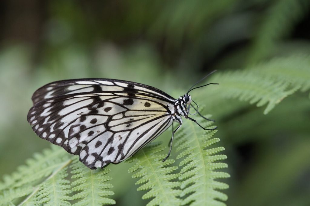borboleta preta e branca na folha
