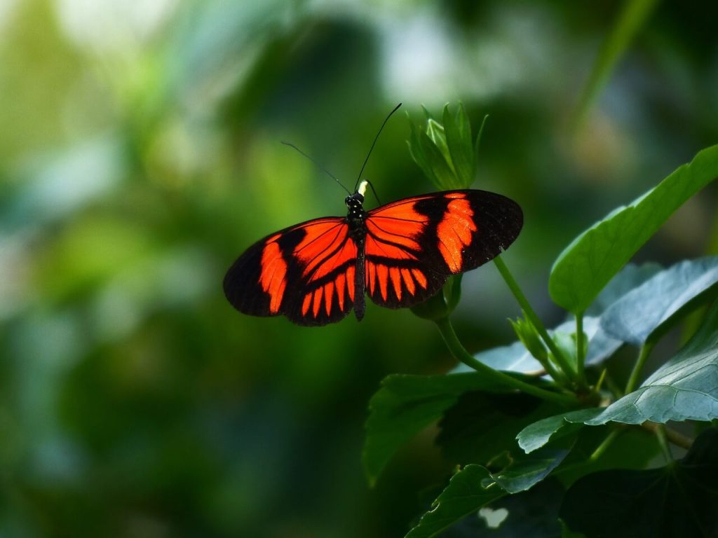 borboleta vermelha e preta