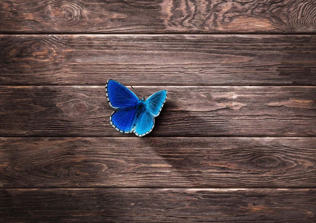 borboleta azul na parede de madeira