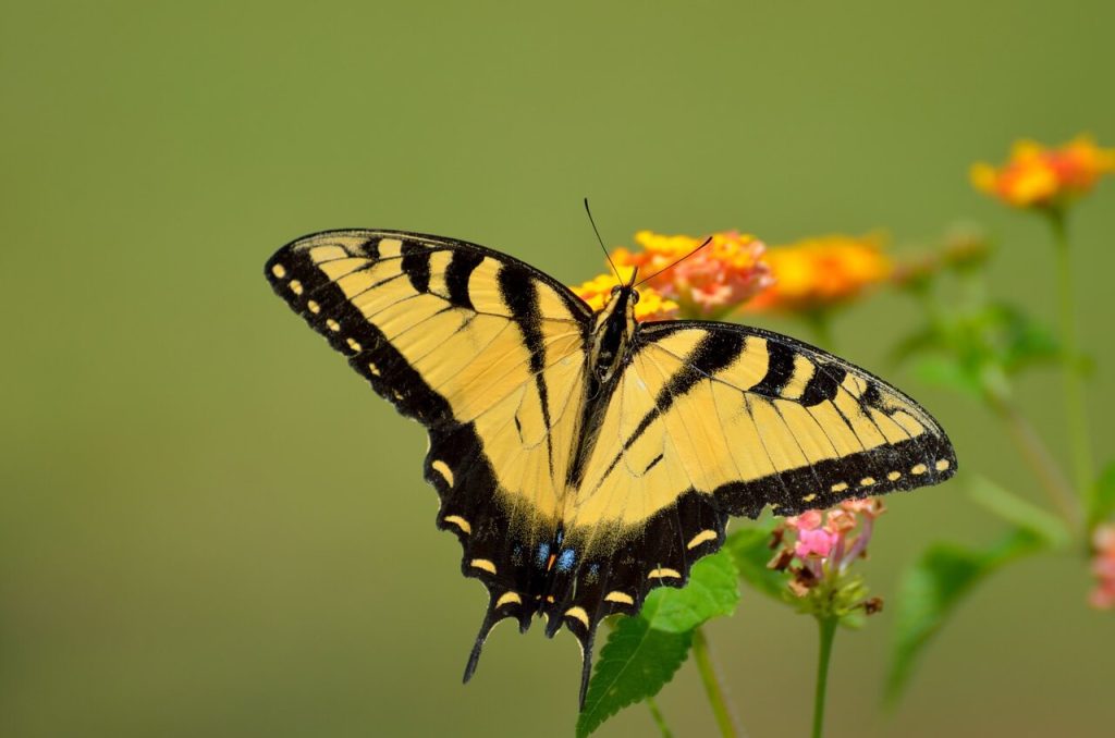 borboleta amarela com detalhes pretos