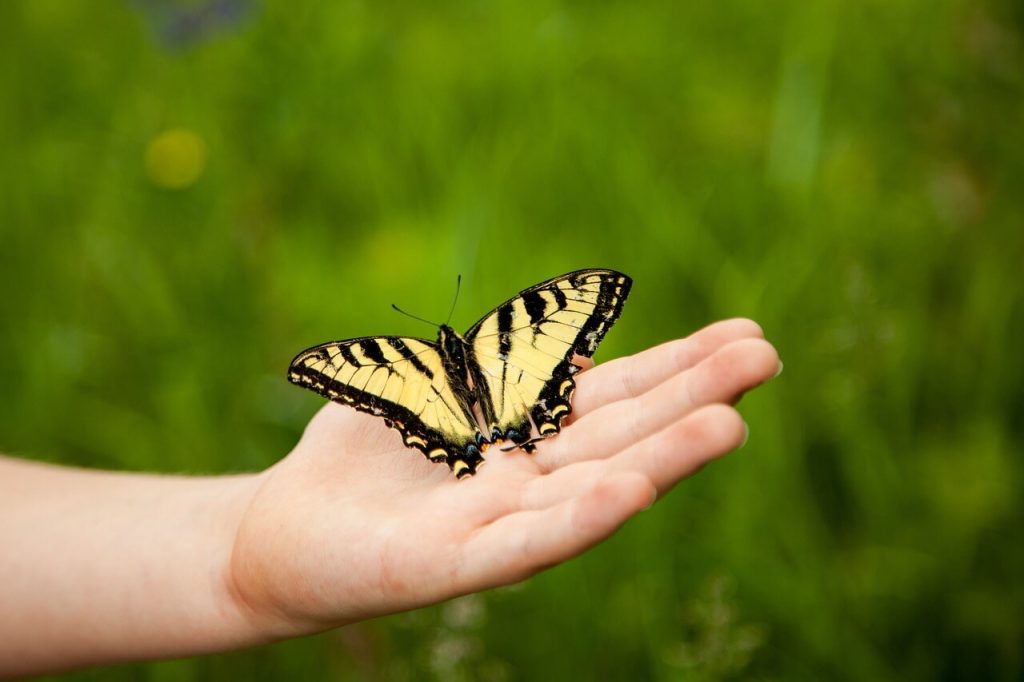 borboleta amarela e preta na mão