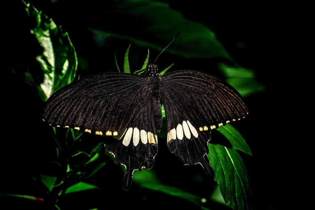borboleta preta e branca