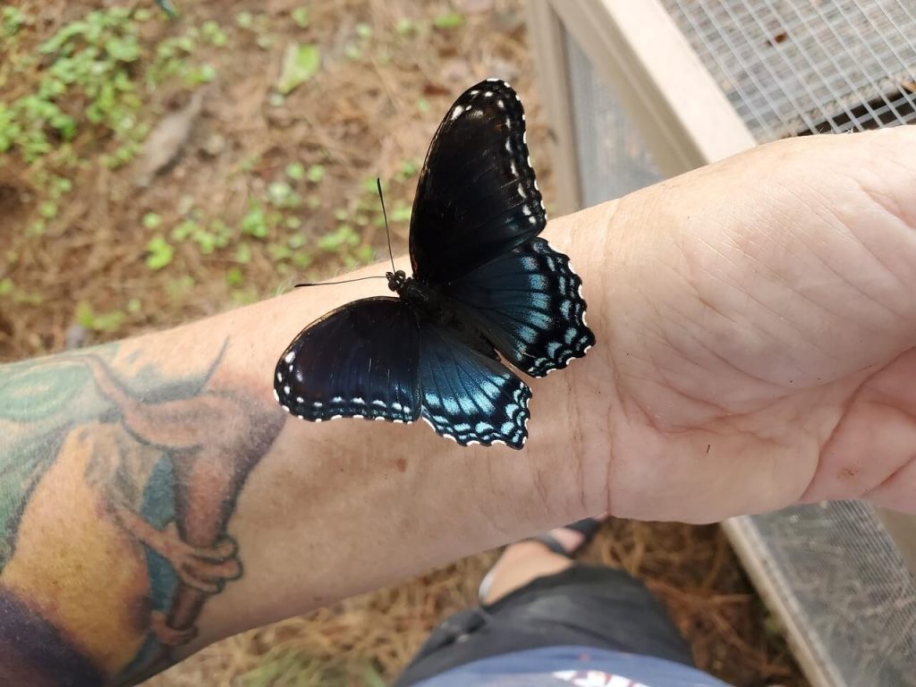 borboleta azul e preta no braço