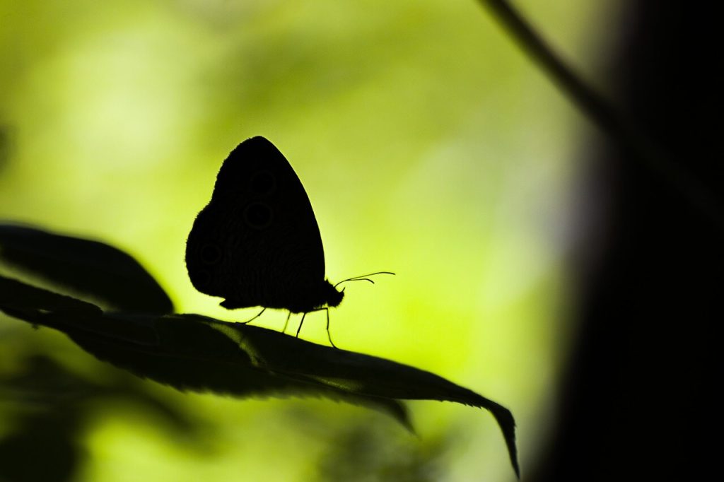 borboleta preta na sombra