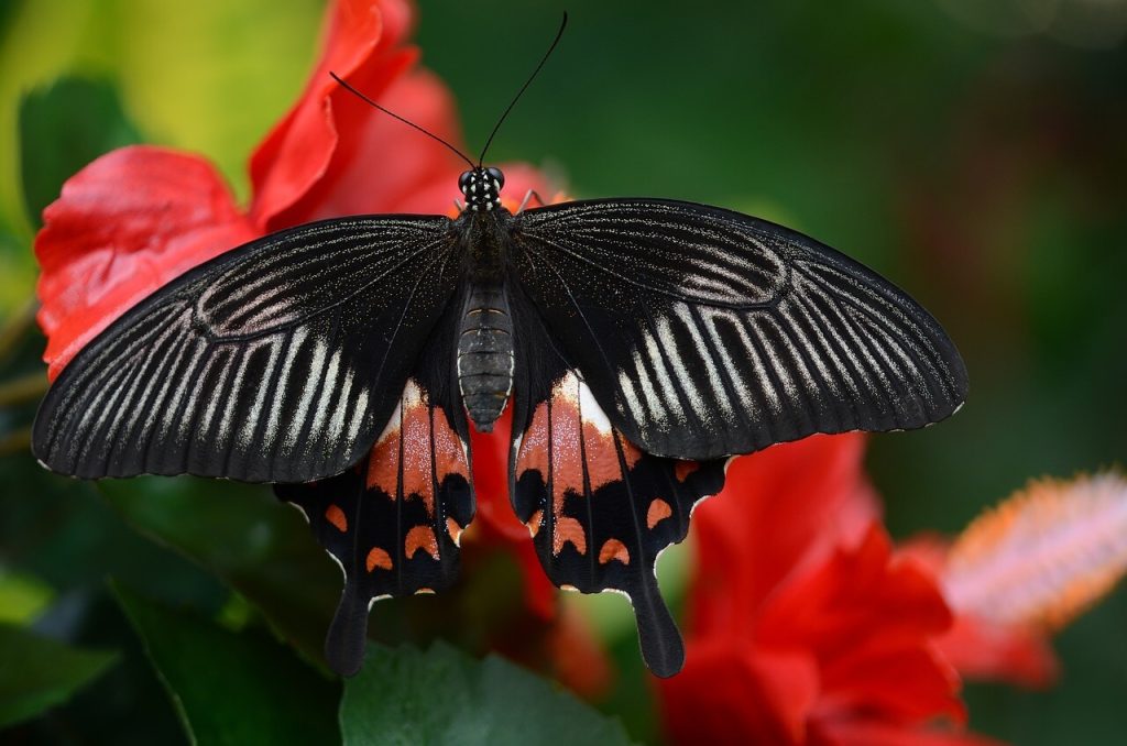 borboleta preta com detalhes vermelhos