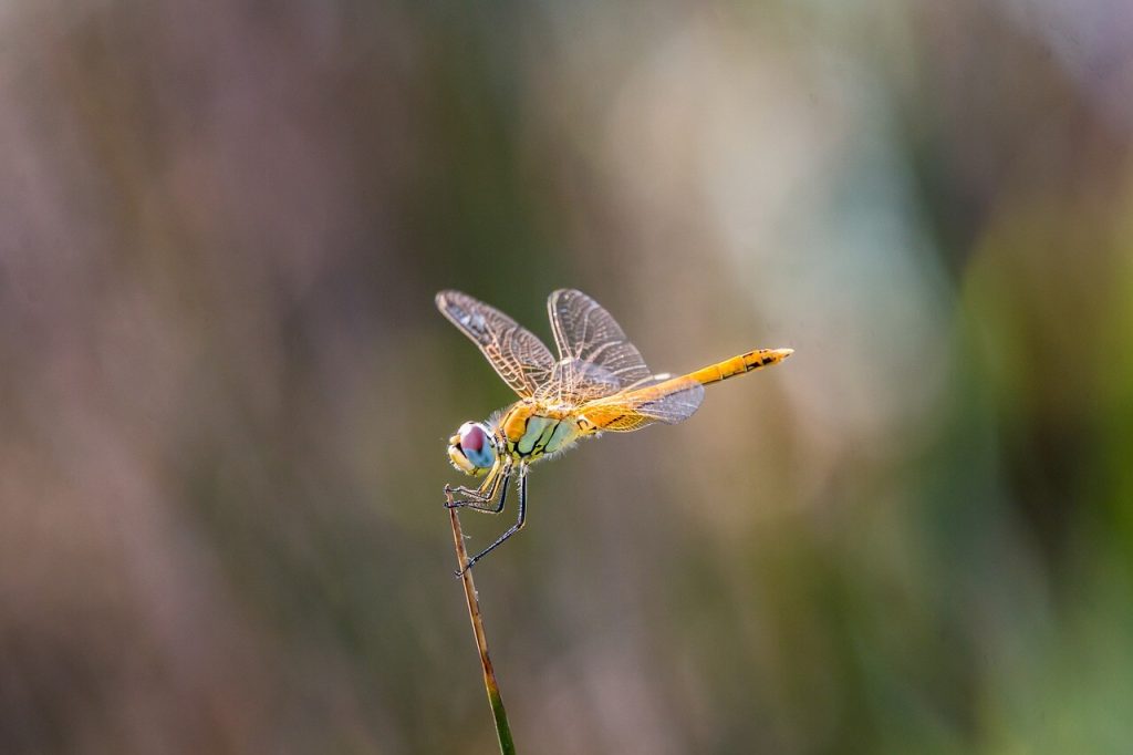 libélula segurando um pequeno galho