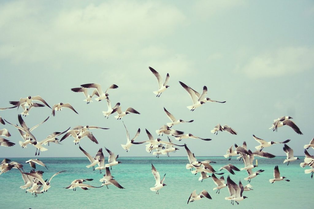 muitos pássaros voando na praia