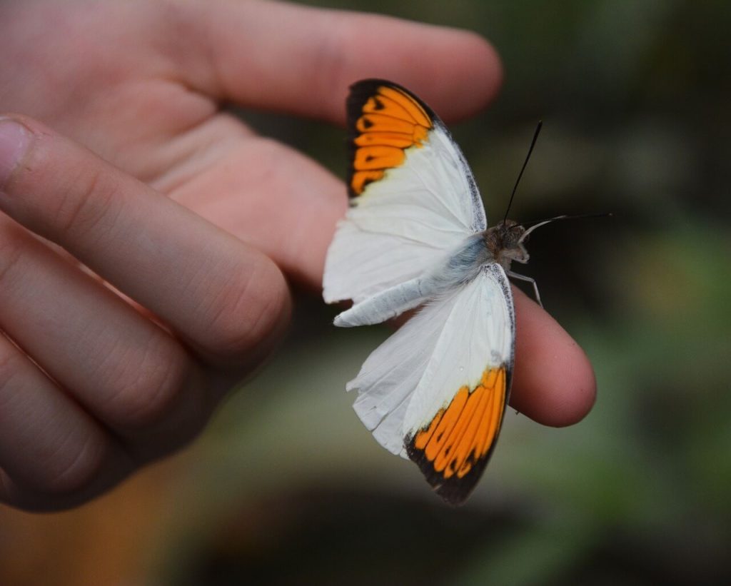 borboleta branca e laranja no dedo