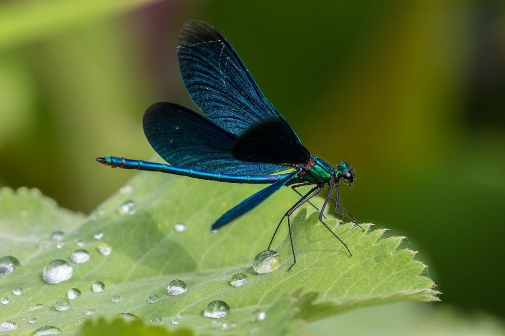 libélula azul pousando na planta