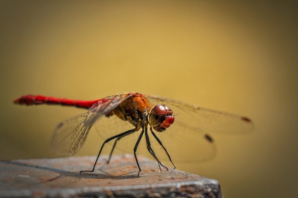 libélula vermelha de asa transparente
