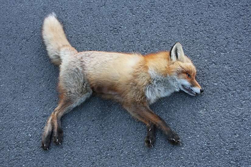 raposa morta na estrada