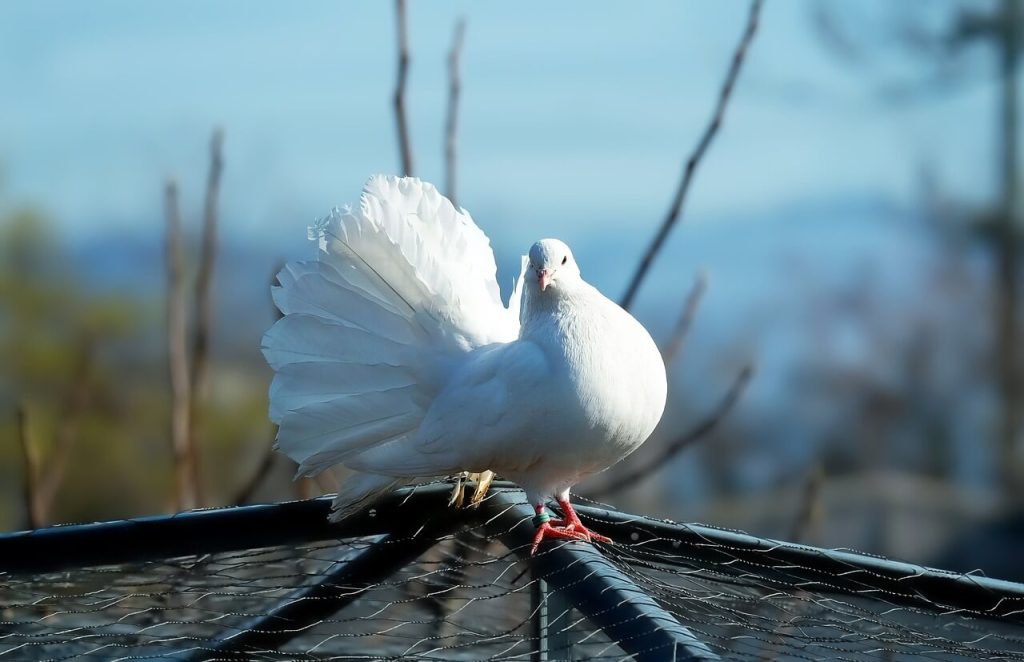 pássaro branco no galho