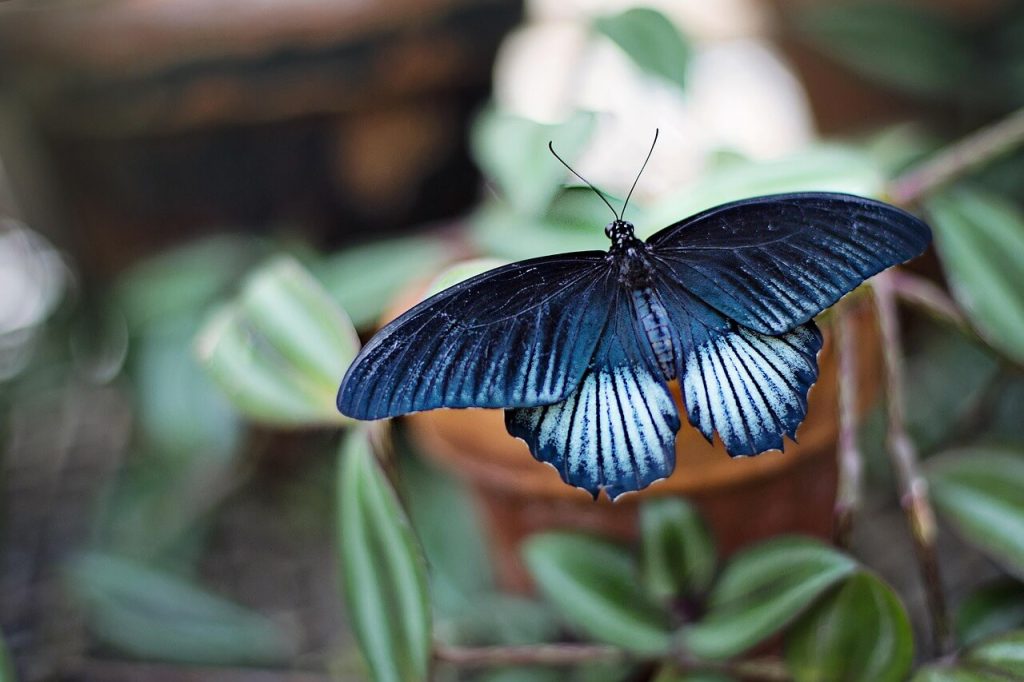borboleta azul com preta