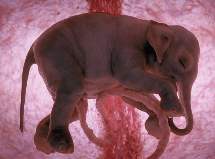 You are currently viewing ➦ Animais Que Geralmente Nascem De Uma Placenta – Quais são?