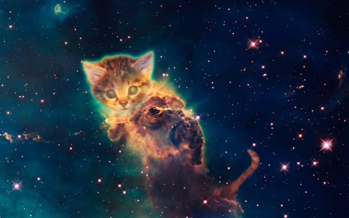 You are currently viewing 5 Incríveis poderes espirituais dos gatos