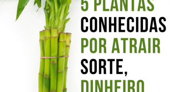 5 Plantas conhecidas por atrair sorte, dinheiro e amor