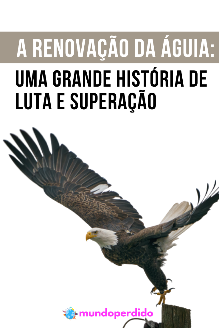 You are currently viewing A renovação da águia: Uma grande história de luta e superação