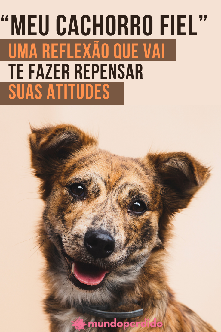 Read more about the article “Meu cachorro fiel” – Uma reflexão que vai te fazer repensar suas atitudes