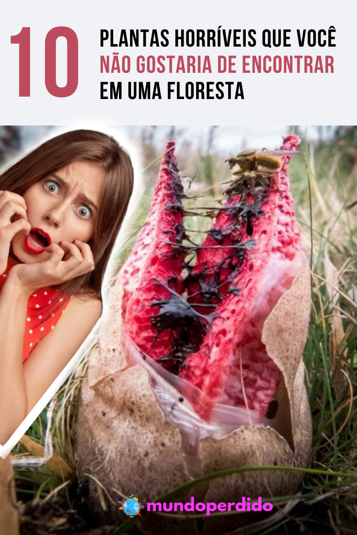 Read more about the article 10 Plantas horríveis que você não gostaria de encontrar em uma floresta