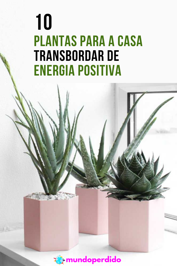 Read more about the article 10 Plantas para a casa transbordar de energia positiva