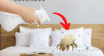 Esse spray caseiro vai te ajudar a se livrar dos ácaros em poucos segundos