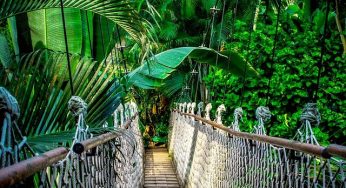Sonhar Com floresta – O Que Significa?