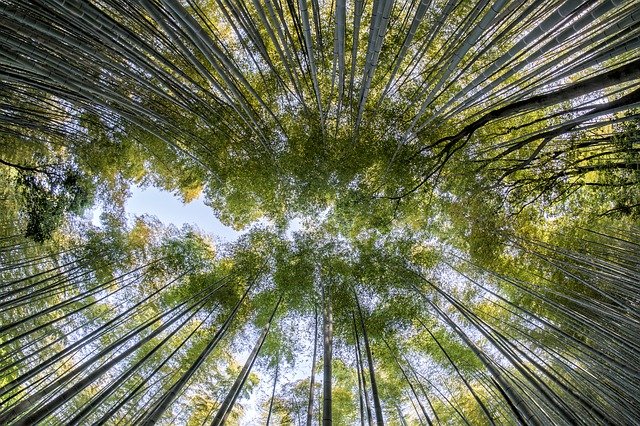 floresta de bambu fechada