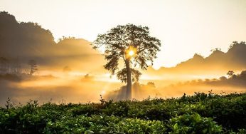 Sonhar Com Árvore – Qual o Significado?