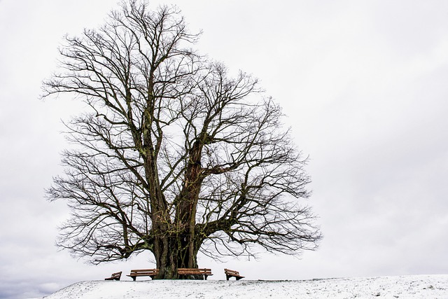 árvore seca em dia de neve