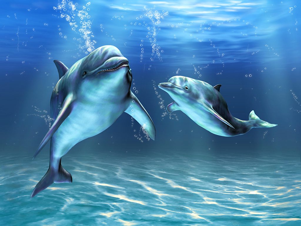 dois golfinhos no mar