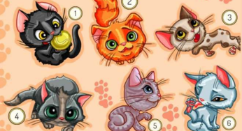 Qual gatinho te representa? Apenas um pode revelar mais de sua personalidade