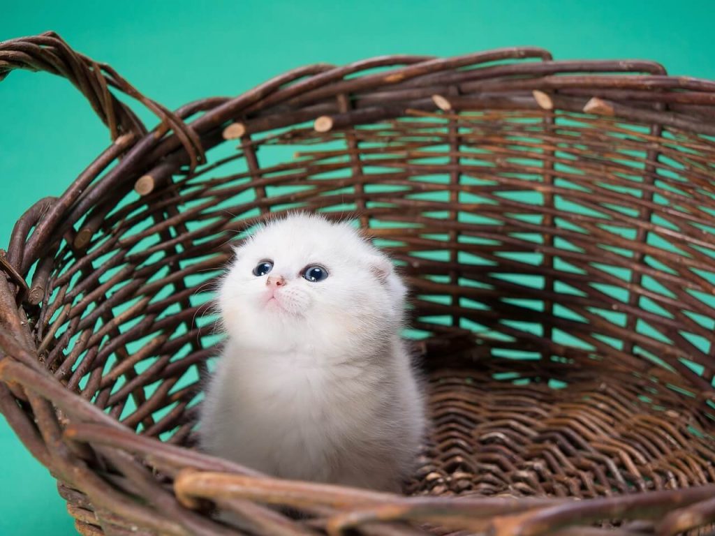 gatinho filhote na cesta