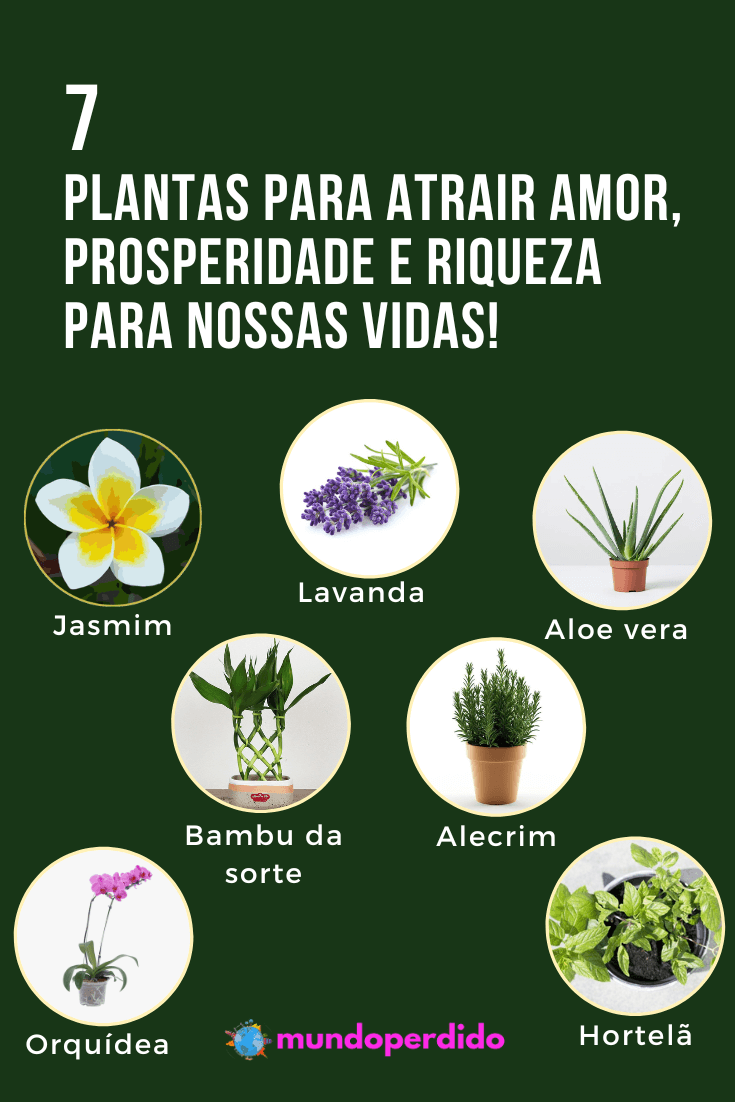 7 Plantas para atrair amor, prosperidade e riqueza para nossas vidas!