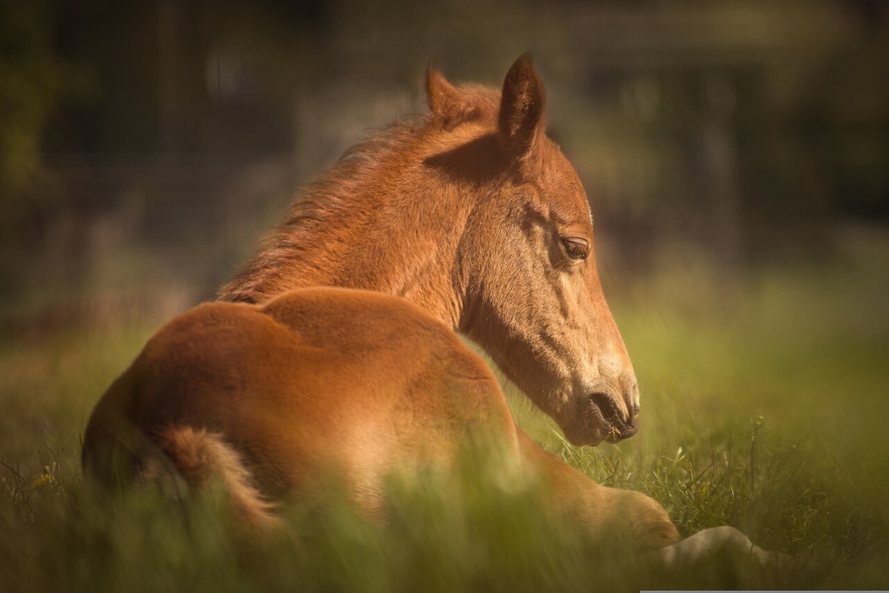 Sonhar com Cavalo Marrom: O QUE SIGNIFICA ESTE SONHO?