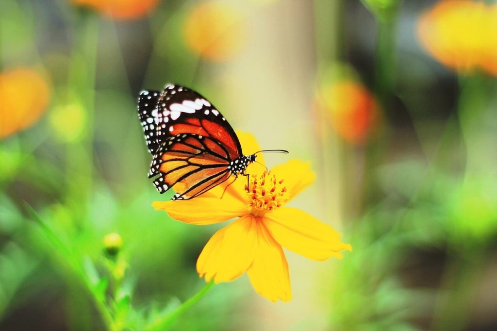 borboleta pousando na flor