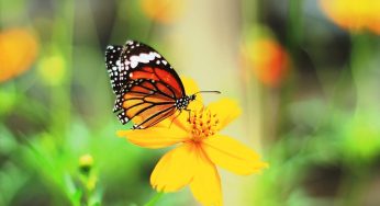 11 Significados Espirituais da Borboleta Preta e amarela