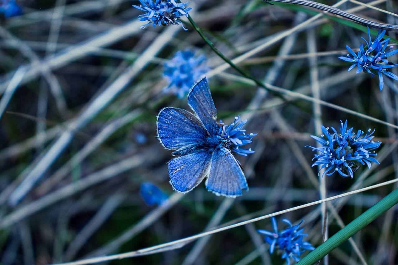 borboleta azuis nas flores azuis