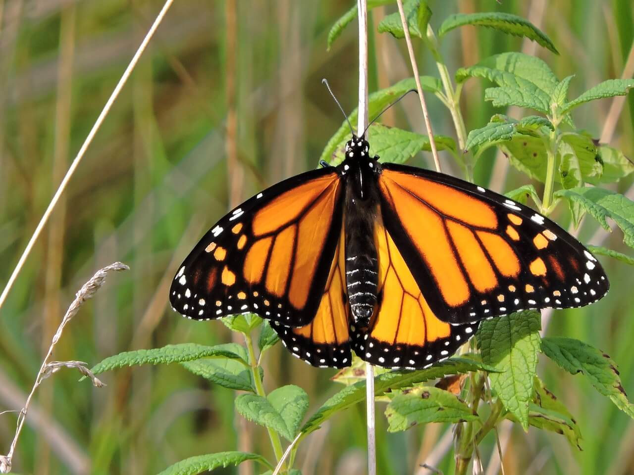 Borboleta Preta E Laranja Significado Librain