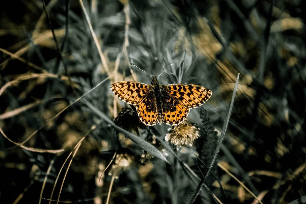 borboleta na floresta escura