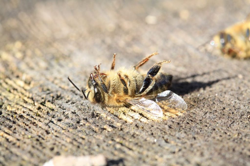 abelha morta caída no chão