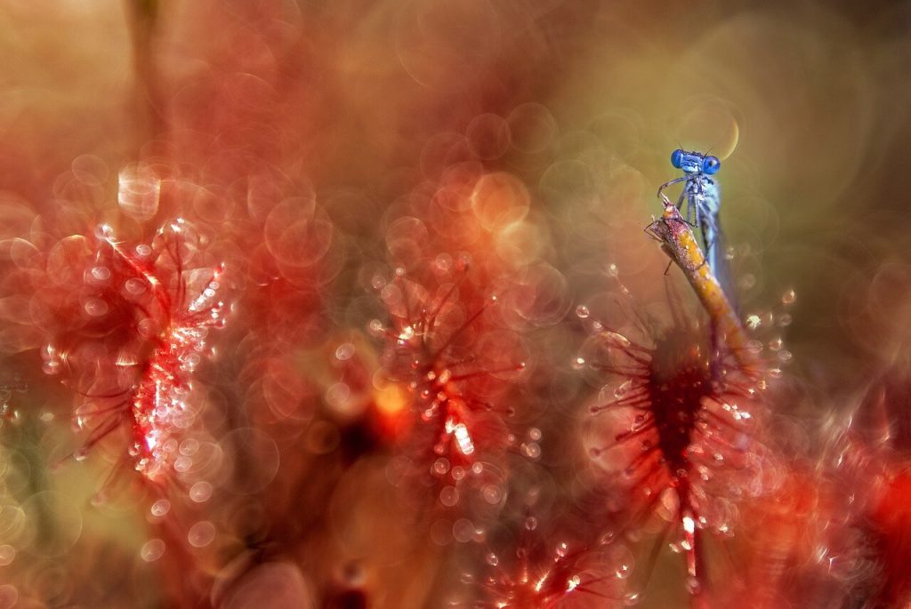 libélula azul em meio as flores