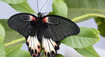 O que significa ver uma Borboleta preta? Significados espirituais