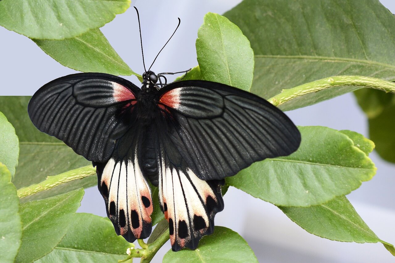 borboleta preta grande pousada na planta