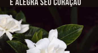 Cultive jasmim em sua casa: Ele reduz a ansiedade e alegra seu coração